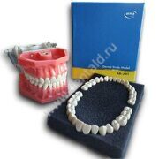 ARMA Dental Study Model +