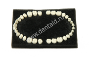 TEETH STANDARD MODEL