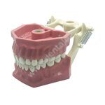 Учебная модель Dental Study Model ARMA